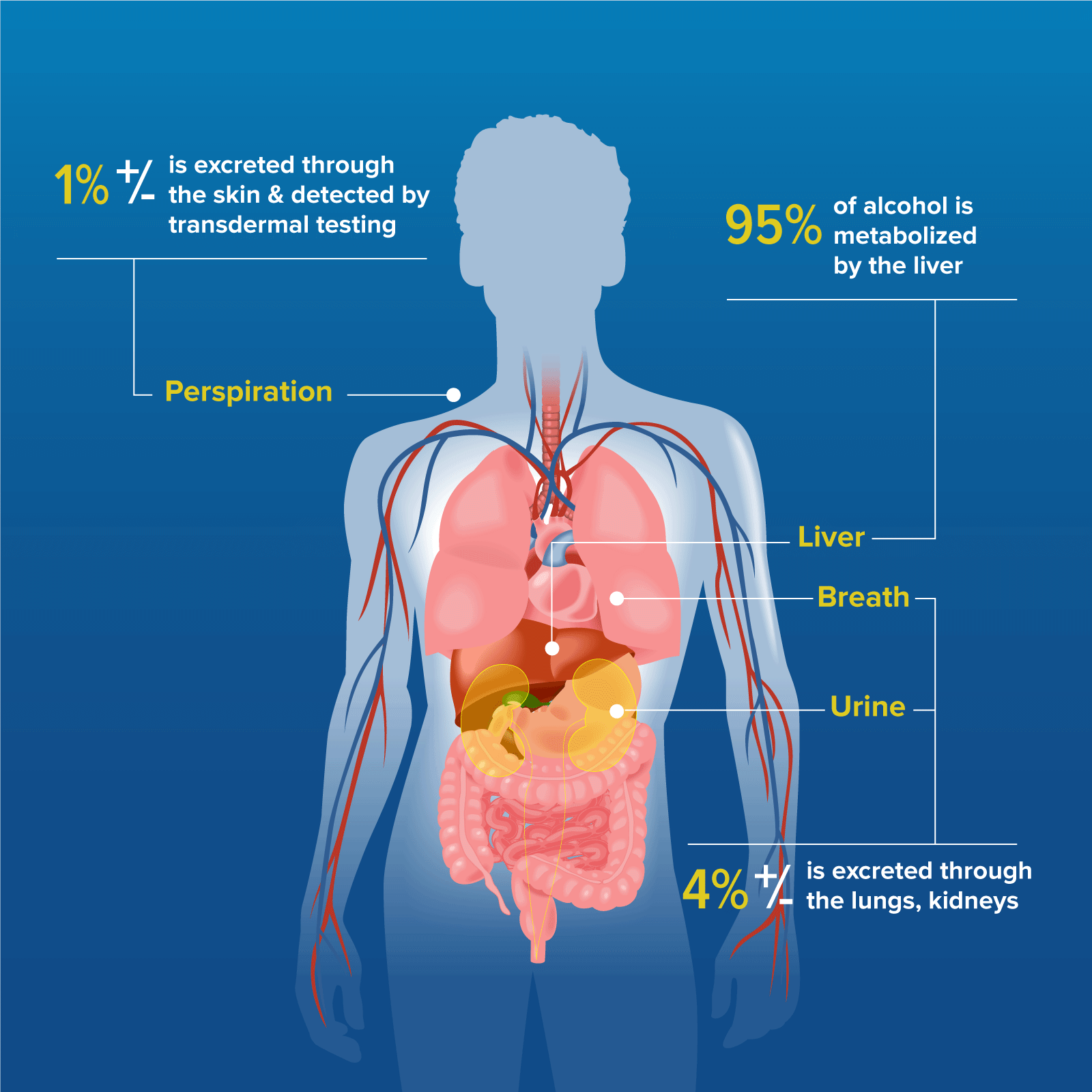 This diagram shows how 1% of alcohol is excreted through the skin and detected by transdermal alcohol testing.